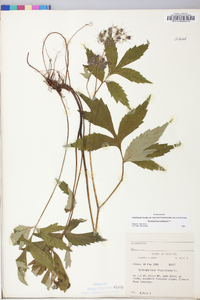 Hydrophyllum virginianum image