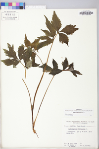 Hydrophyllum virginianum image