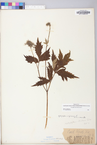 Hydrophyllum virginianum image