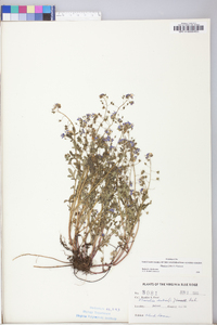 Phacelia dubia image