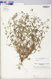 Phacelia dubia image