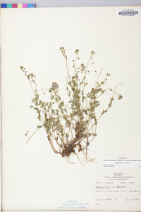 Phacelia dubia image