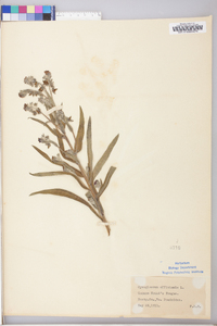 Cynoglossum officinale image