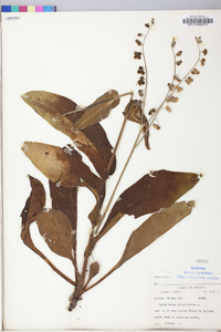 Cynoglossum virginianum image