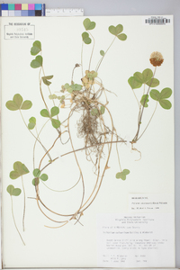 Trifolium calcaricum image