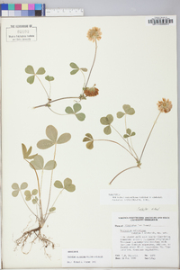 Trifolium calcaricum image