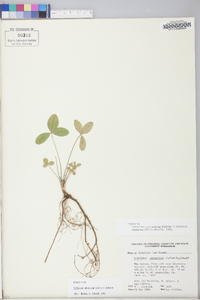 Trifolium calcaricum image