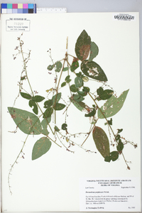 Desmodium perplexum image