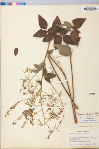 Desmodium perplexum image