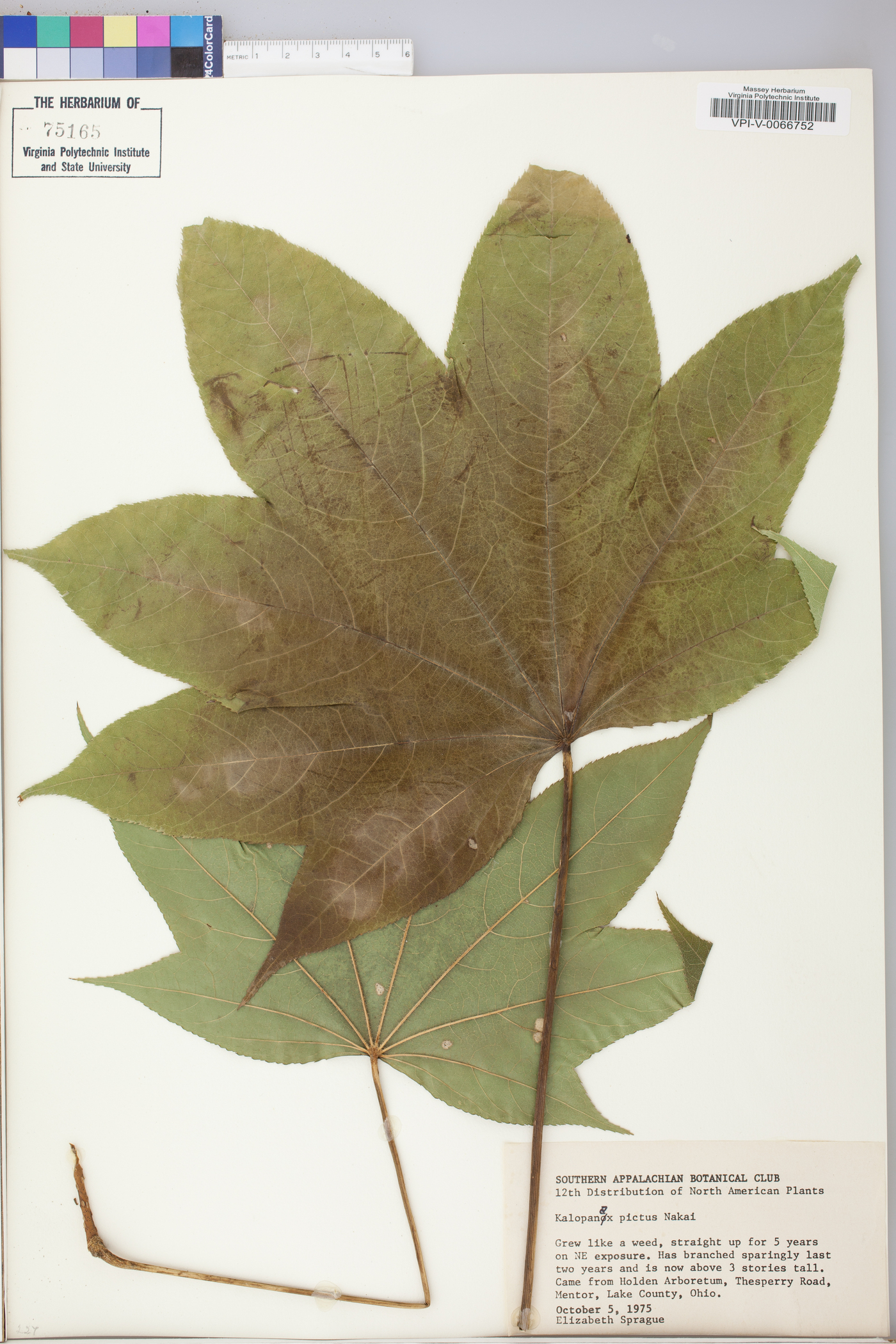 Kalopanax pictus image