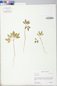 Panax trifolius image