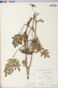 Angelica venenosa image