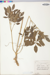 Angelica venenosa image