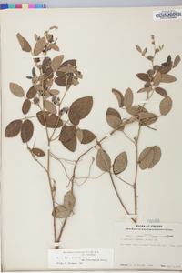 Rhynchosia tomentosa image