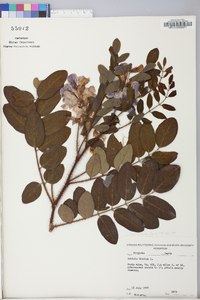 Robinia hispida image