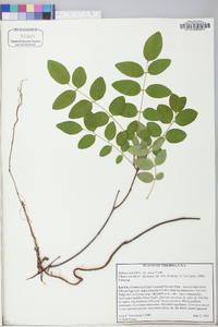 Robinia hispida image