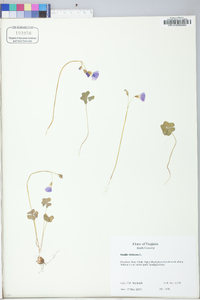 Oxalis violacea image