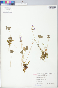 Oxalis violacea image