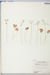 Oxalis violacea image