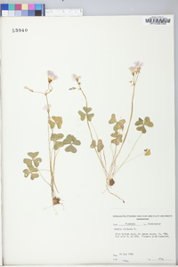 Oxalis violacea image