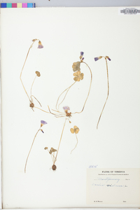 Oxalis violacea image