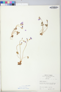 Oxalis violacea image