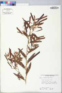 Chamaecrista fasciculata var. fasciculata image