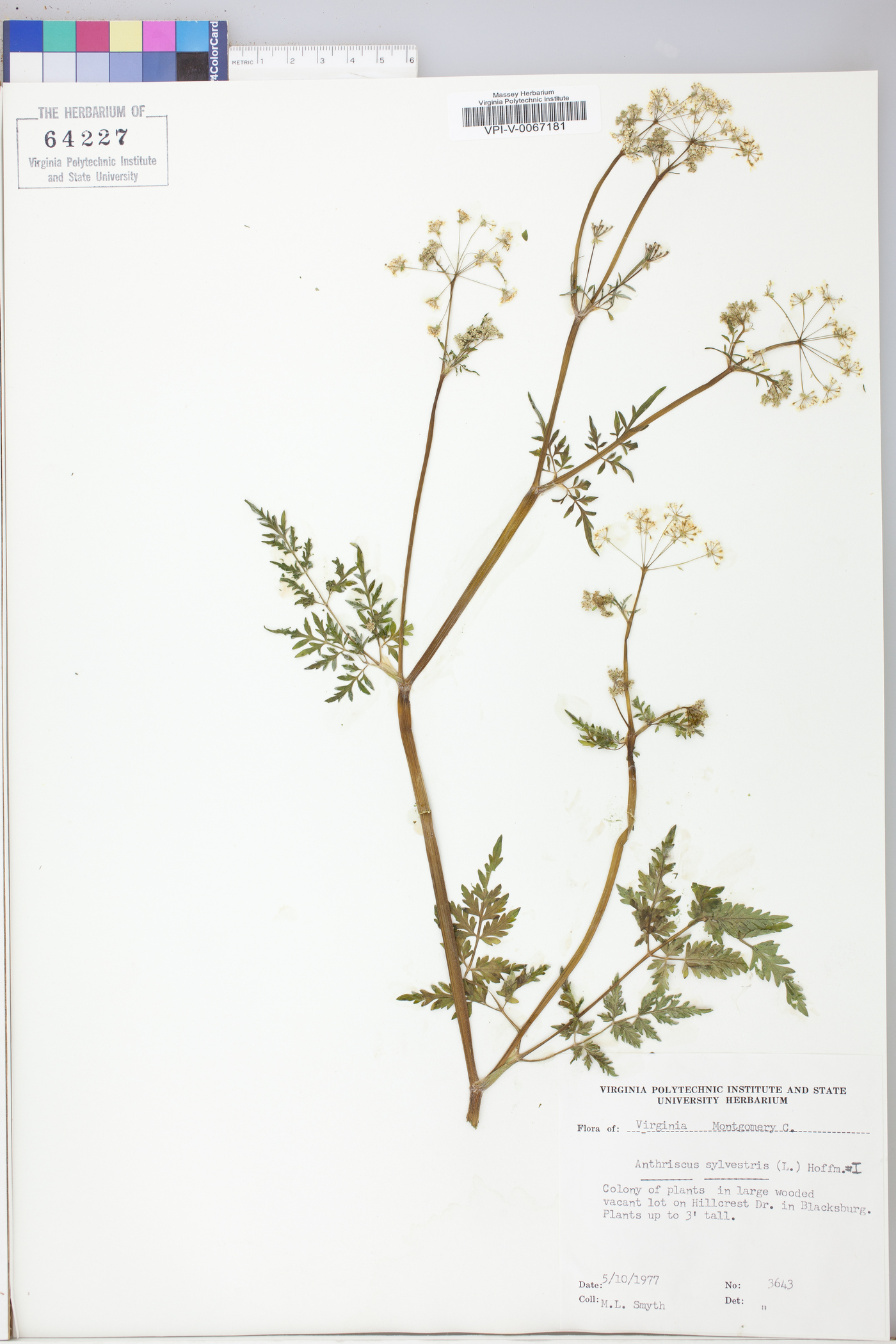 Anthriscus sylvestris image
