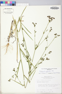 Bupleurum gerardii image