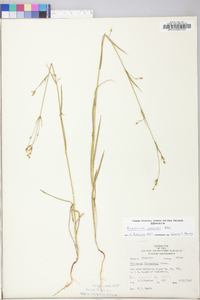 Bupleurum gerardii image