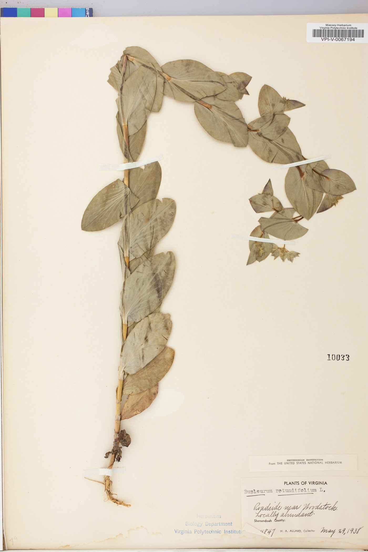 Bupleurum rotundifolium image