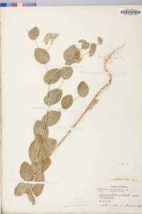 Bupleurum rotundifolium image