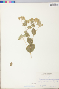 Bupleurum rotundifolium image