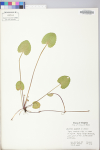 Centella erecta image