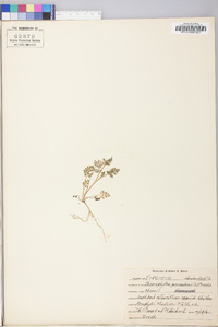 Chaerophyllum procumbens image