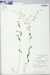 Linum striatum image