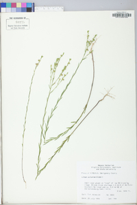 Linum sulcatum image