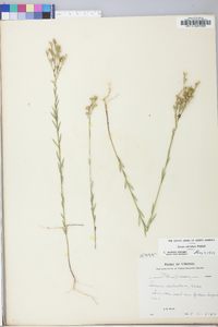 Linum sulcatum image