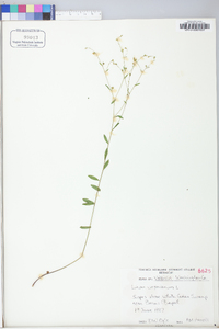 Linum virginianum image