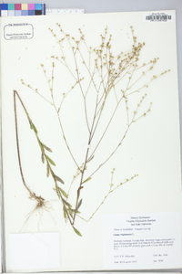 Linum virginianum image