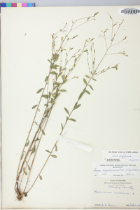 Linum virginianum image