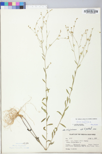 Linum virginianum image