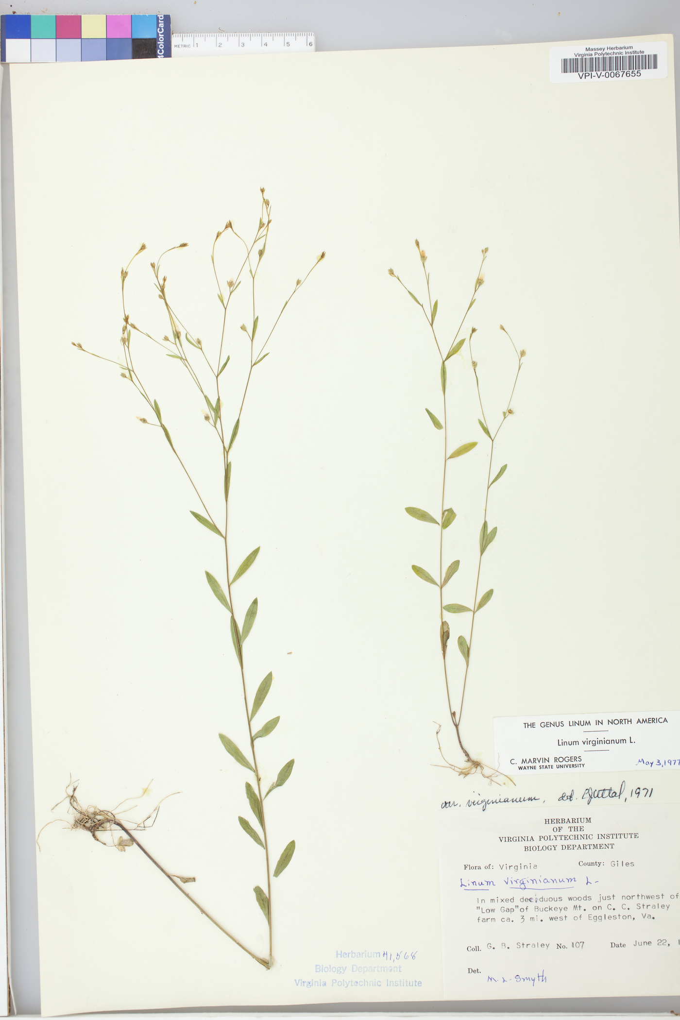 Linum virginianum image