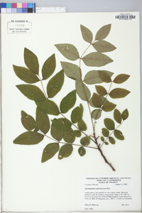 Zanthoxylum americanum image