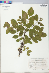 Zanthoxylum americanum image