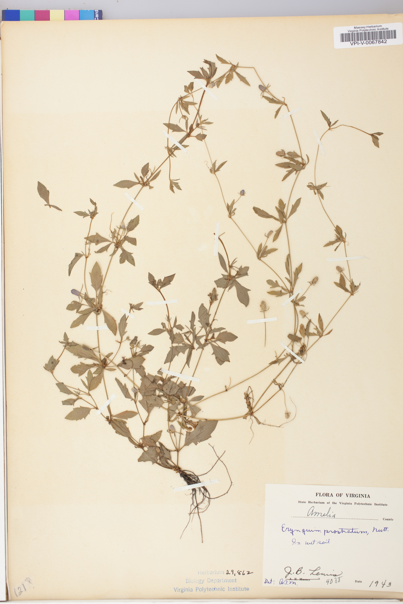 Eryngium prostratum image