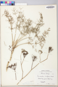 Foeniculum vulgare image