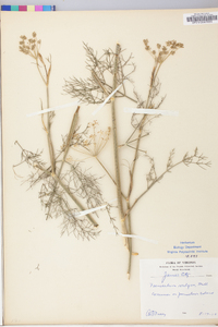 Foeniculum vulgare image