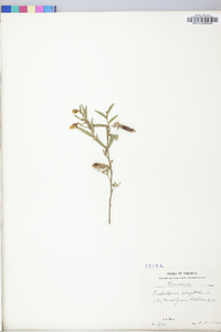 Crotalaria sagittalis image