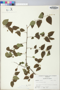 Celtis laevigata image